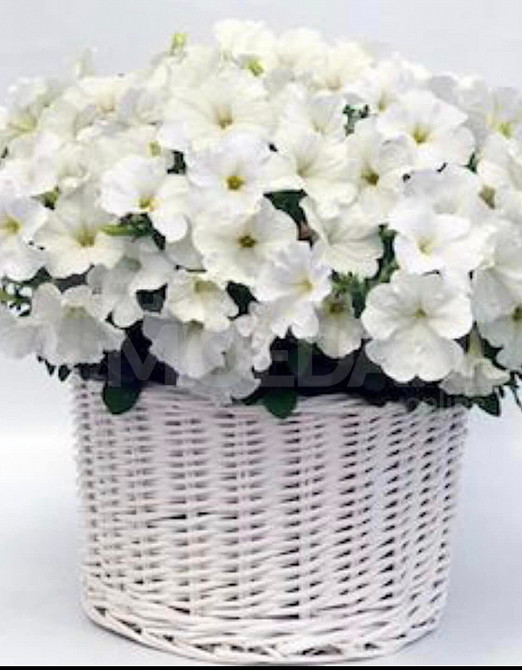 Продам декоративный горшок своими руками Тбилиси - изображение 1