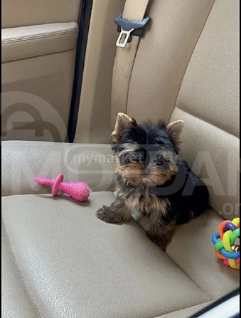 Yorkshire terrier puppies Tbilisi - photo 2