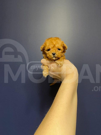 Toy poodle puppies Tbilisi - photo 2