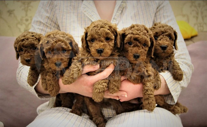 Toy poodle puppies Tbilisi - photo 1