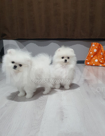 Продаются белые щенки померанского шпица в Тбилиси и Батуми. Тбилиси - изображение 1