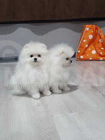 Продаются белые щенки померанского шпица в Тбилиси и Батуми. Тбилиси - изображение 3