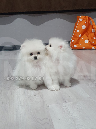 Продаются белые щенки померанского шпица в Тбилиси и Батуми. Тбилиси - изображение 2