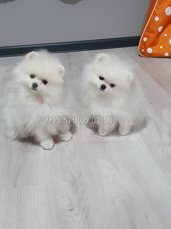 White Pomeranian Spitz puppies for sale in Tbilisi and Batumi. Tbilisi - photo 4