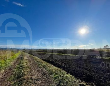 Agricultural land for sale in Lanchkhuti Tbilisi - photo 2