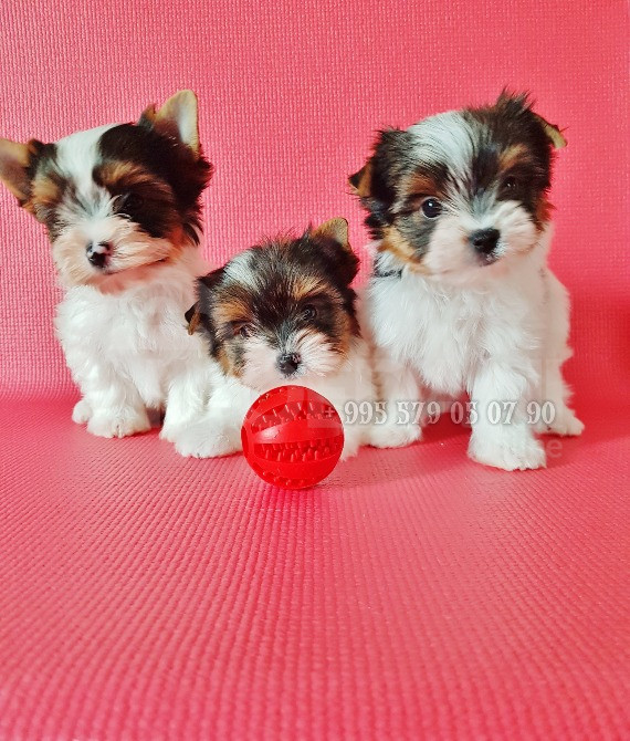 Продается Бивер-терьер. Чистокровные щенки бобер-терьера. С документами FCI-FCG. Тбилиси - изображение 1