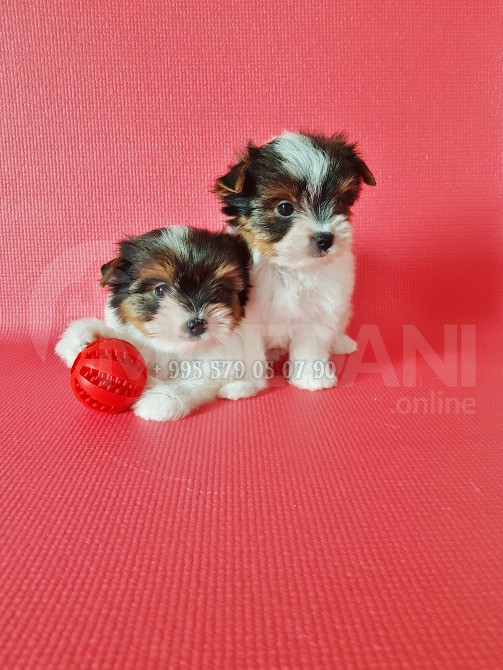 Продается Бивер-терьер. Чистокровные щенки бобер-терьера. С документами FCI-FCG. Тбилиси - изображение 3