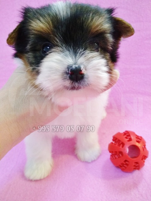 Продается Бивер-терьер. Чистокровные щенки бобер-терьера. С документами FCI-FCG. Тбилиси - изображение 5