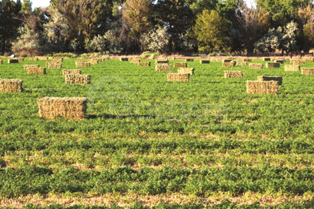 Продажа прессов для люцерны iyideba ionjis presebi Тбилиси - изображение 1