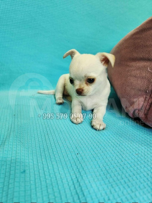 Предлагаю купить чихуахуа. Чистокровные щенки белого и кремового цвета. Девочки. Тбилиси - изображение 1