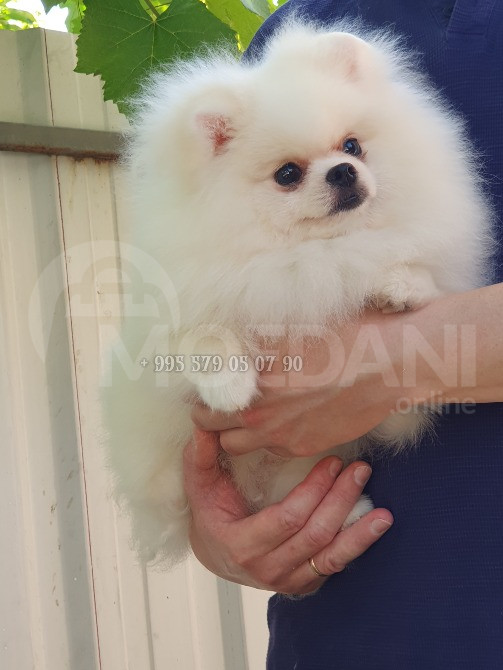 თეთრი პომერანული შპიცი, შეიძინეთ საქართველოში. თბილისი - photo 4