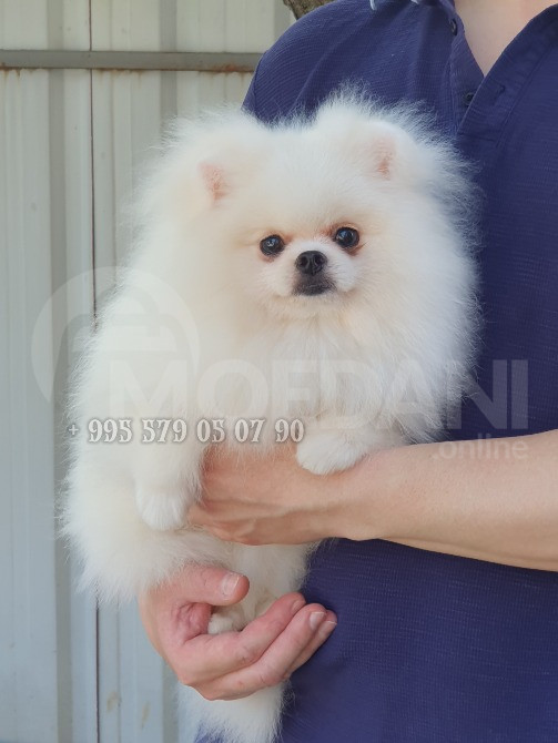 თეთრი პომერანული შპიცი, შეიძინეთ საქართველოში. თბილისი - photo 1