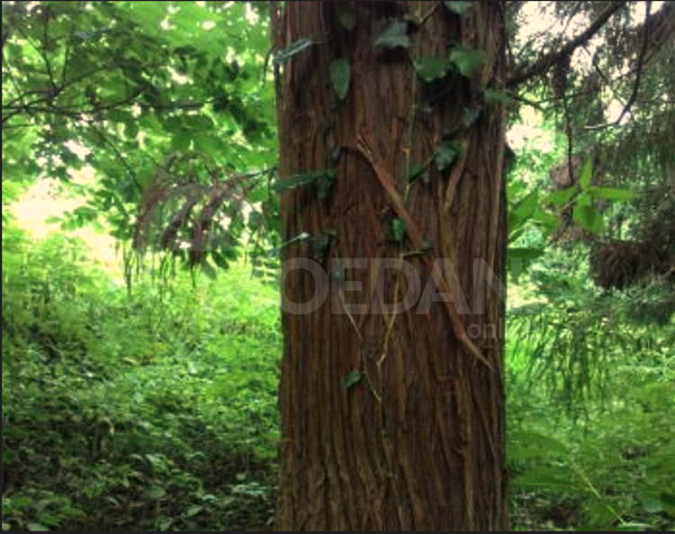 Продам земельный участок 1501м² Ozurgeti - photo 1