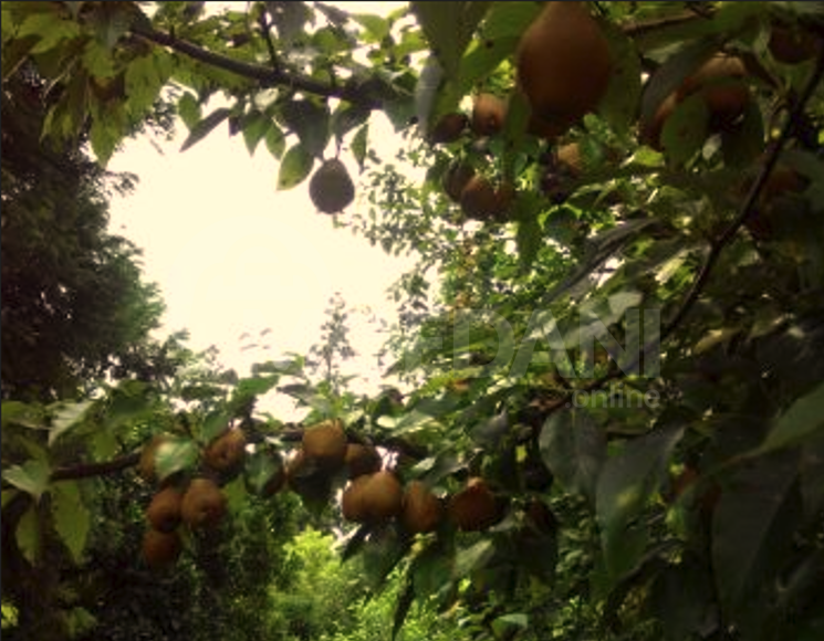 Продам земельный участок 1501м² Ozurgeti - photo 4