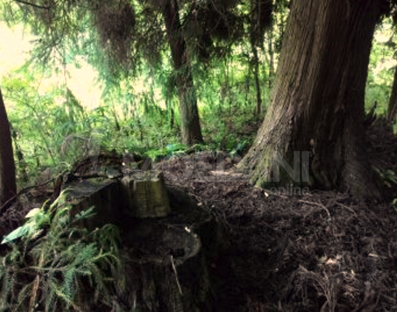 Продам земельный участок 1501м² Ozurgeti - photo 8