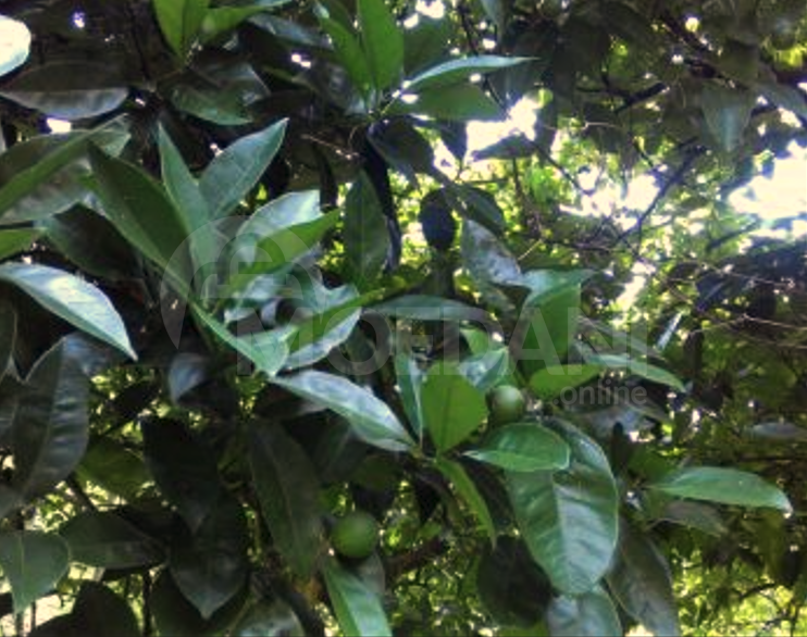 Продам земельный участок 1501м² Ozurgeti - photo 7