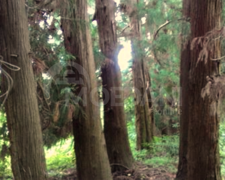 Продам земельный участок 1501м² Ozurgeti - photo 6