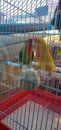 Lovebird Chicks სამტრედია - photo 2