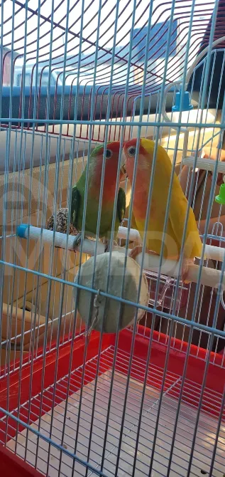 Lovebird Chicks სამტრედია - photo 2