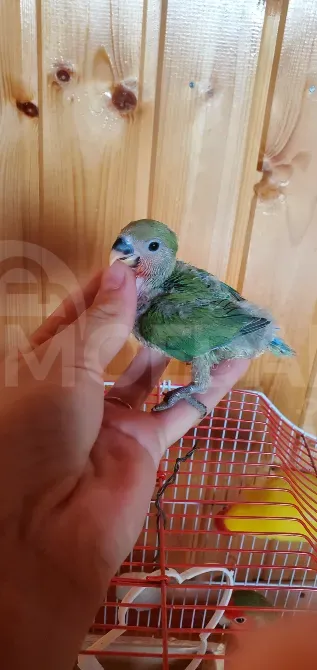 Lovebird Chicks სამტრედია - photo 1