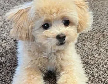 Maltipoo puppies for sale Tbilisi - photo 1