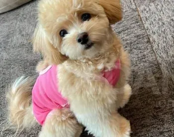 Maltipu Tbilisi - photo 1