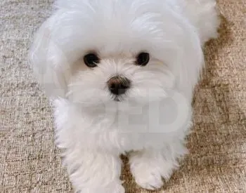 Щенки мальтийской болонки (с документами) из питомника. Тбилиси - изображение 1