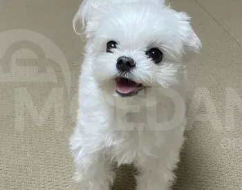 Щенки мальтийской болонки (с документами) из питомника. Тбилиси - изображение 2