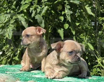 Продаются чистокровные щенки чихуахуа Тбилиси - изображение 3