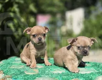 Продаются чистокровные щенки чихуахуа Тбилиси - изображение 1