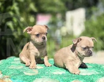 Продаются чистокровные щенки чихуахуа Тбилиси - изображение 2