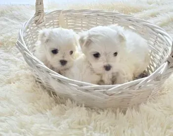 Მალტეზე თბილისი - photo 3