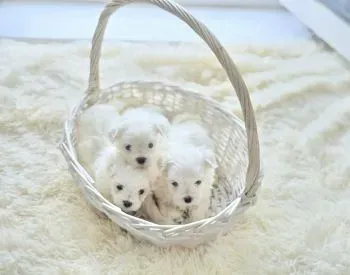 Მალტეზე თბილისი - photo 4