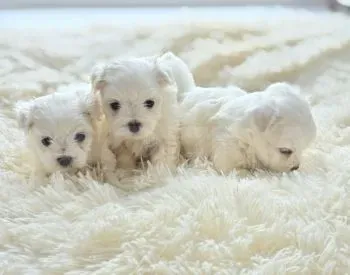 Მალტეზე თბილისი - photo 1