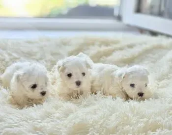 Მალტეზე თბილისი - photo 2