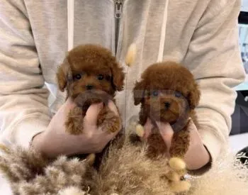 Toy poodle for sale Tbilisi - photo 2