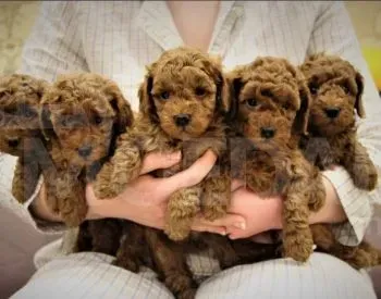 Toy poodle for sale Tbilisi - photo 1