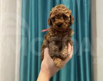 Toy poodle for sale Tbilisi - photo 3