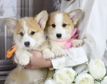 Ველშ კორფ პემბროკი თბილისი - photo 1