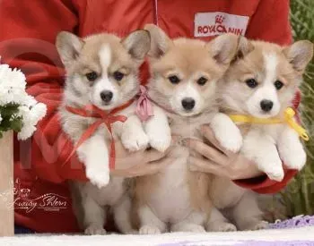 Ველშ კორფ პემბროკი თბილისი - photo 2