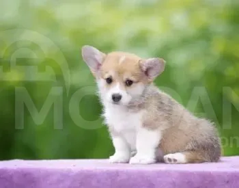 Ველშ კორფ პემბროკი თბილისი - photo 4