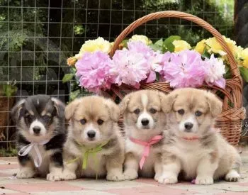 Ველშ კორფ პემბროკი თბილისი - photo 3