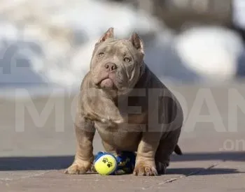 Ამერიკული ბული თბილისი - photo 1