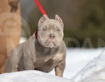 Ამერიკული ბული თბილისი - photo 2