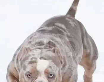 Ამერიკული ბული თბილისი - photo 3