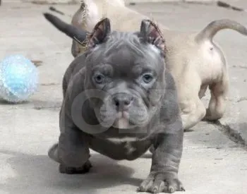 Ამერიკული ბული თბილისი - photo 5