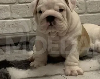 Იყიდება ინგლისური ბულდოგი თბილისი - photo 2