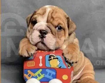 Იყიდება ინგლისური ბულდოგი თბილისი - photo 1
