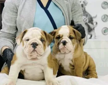 Იყიდება ინგლისური ბულდოგი თბილისი - photo 4