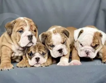 Იყიდება ინგლისური ბულდოგი თბილისი - photo 3